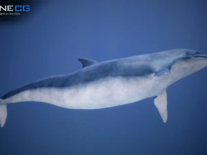 animated dolphin unity 3D Model