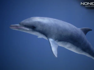 animated dolphin unity 3D Model