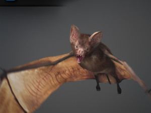 animated bat 3D Model