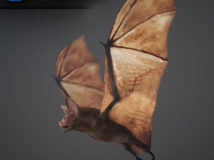 animated bat 3D Model