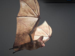 animated bat 3D Model