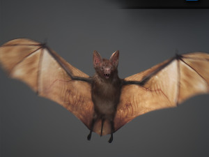 animated bat 3D Model