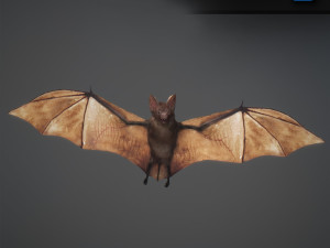 animated bat 3D Model