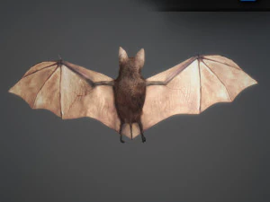 Animated bat 3D Model