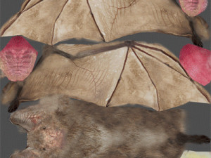 animated bat 3D Model