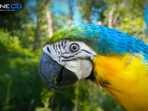 Blue parrot animated 3D Model