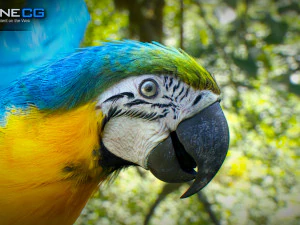 Blue parrot animated 3D Model