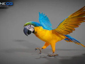 Blue parrot animated 3D Model