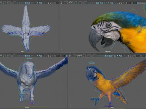 Blue parrot animated 3D Model