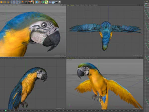 Blue parrot animated 3D Model