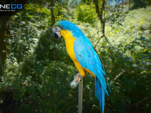 Blue parrot animated 3D Model