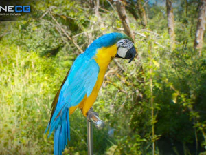 Blue parrot animated 3D Model
