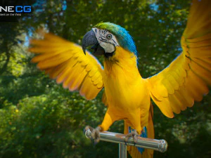 Blue parrot animated 3D Model