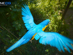Blue parrot animated 3D Model
