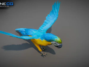 Blue parrot animated 3D Model