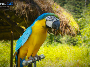 Blue parrot animated Modelo 3D
