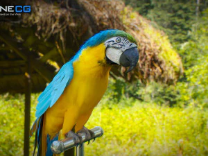 Blue parrot animated 3D Model