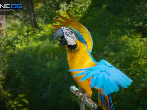 Blue parrot animated 3D Model