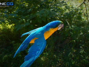 Blue parrot animated 3D Model