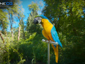 Blue parrot animated 3D Model