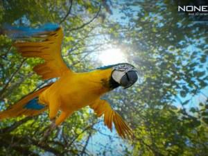 Blue parrot animated 3D Model