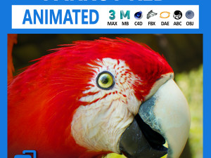 red parrot animated 3D Model