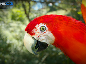 Red parrot animated 3D 모델