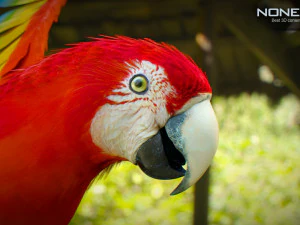 Red parrot animated 3D Model