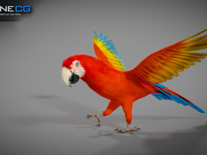 Red parrot animated 3D 모델