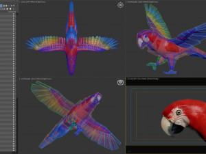 Red parrot animated 3D 모델