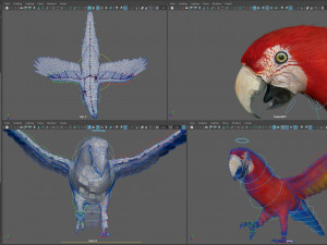 Red parrot animated 3D 모델