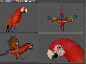 Red parrot animated 3D Model