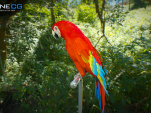 Red parrot animated 3D 모델