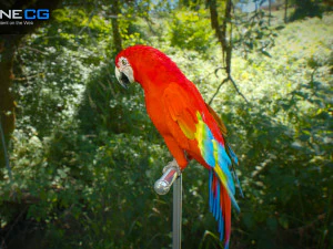 Red parrot animated 3D Model