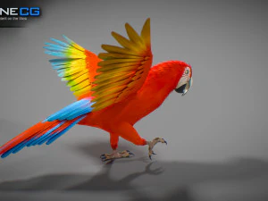 Red parrot animated 3D Model