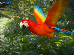 Red parrot animated 3D 모델