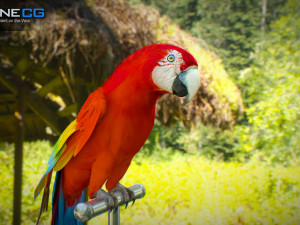Red parrot animated 3D 모델