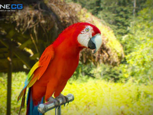 Red parrot animated 3D Model