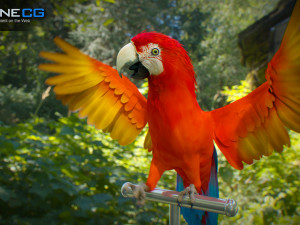 Red parrot animated 3D 모델