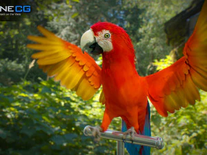 Red parrot animated 3D Model