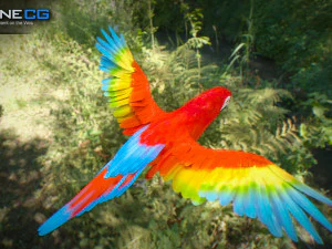 Red parrot animated 3D Model