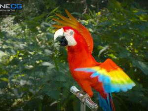 Red parrot animated 3D Model