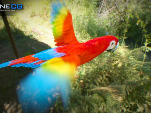 Red parrot animated 3D Model