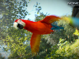 Red parrot animated 3D Model