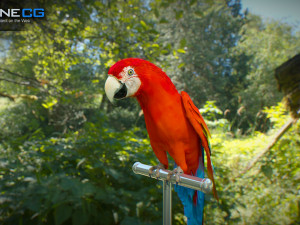 Red parrot animated 3D 모델