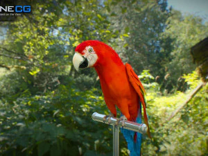 Red parrot animated 3D Model