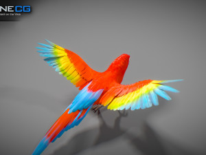 Red parrot animated 3D 모델