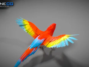 Red parrot animated 3D Model