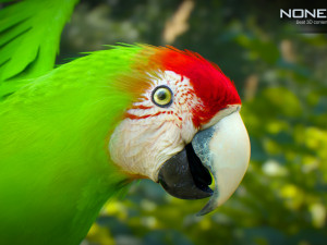 Wild parrot animated Model 3D