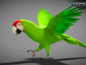 Wild parrot animated Model 3D